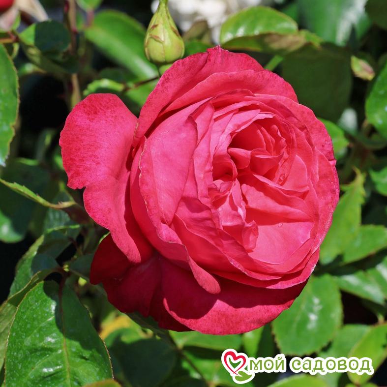 Роза Черри Леди