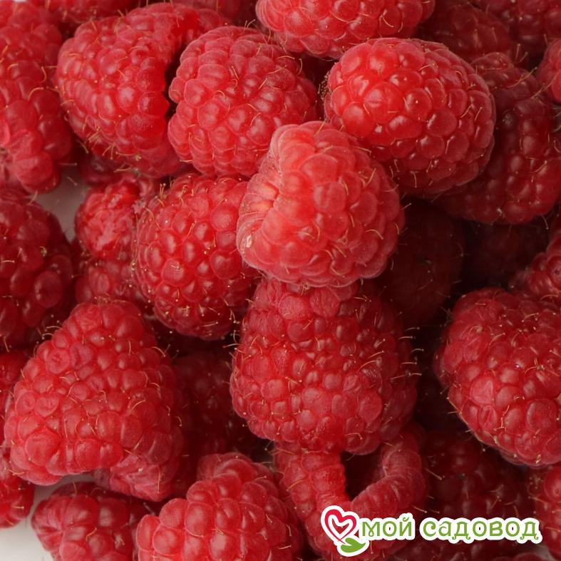 Малина ремонтантная Пингвин