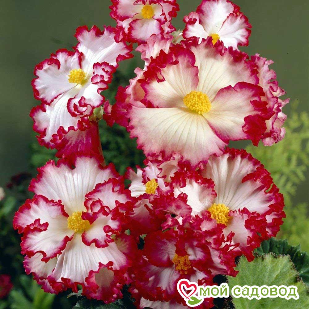 Бегония Криспа Маргината Вайт/Ред