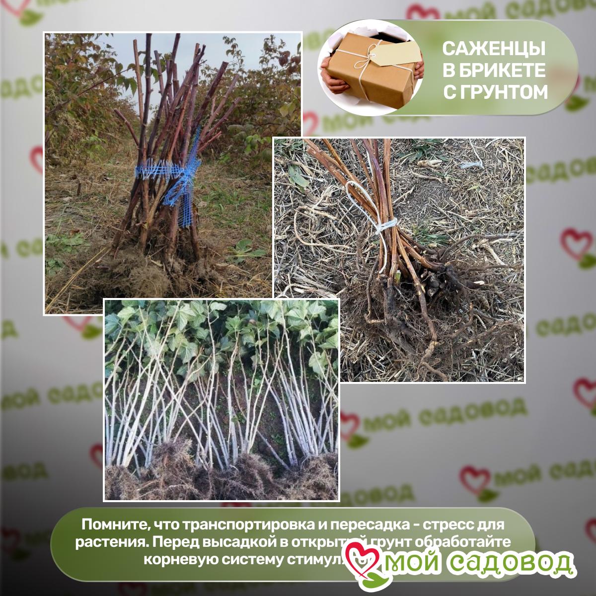 Малина Карамелька ремонтантная