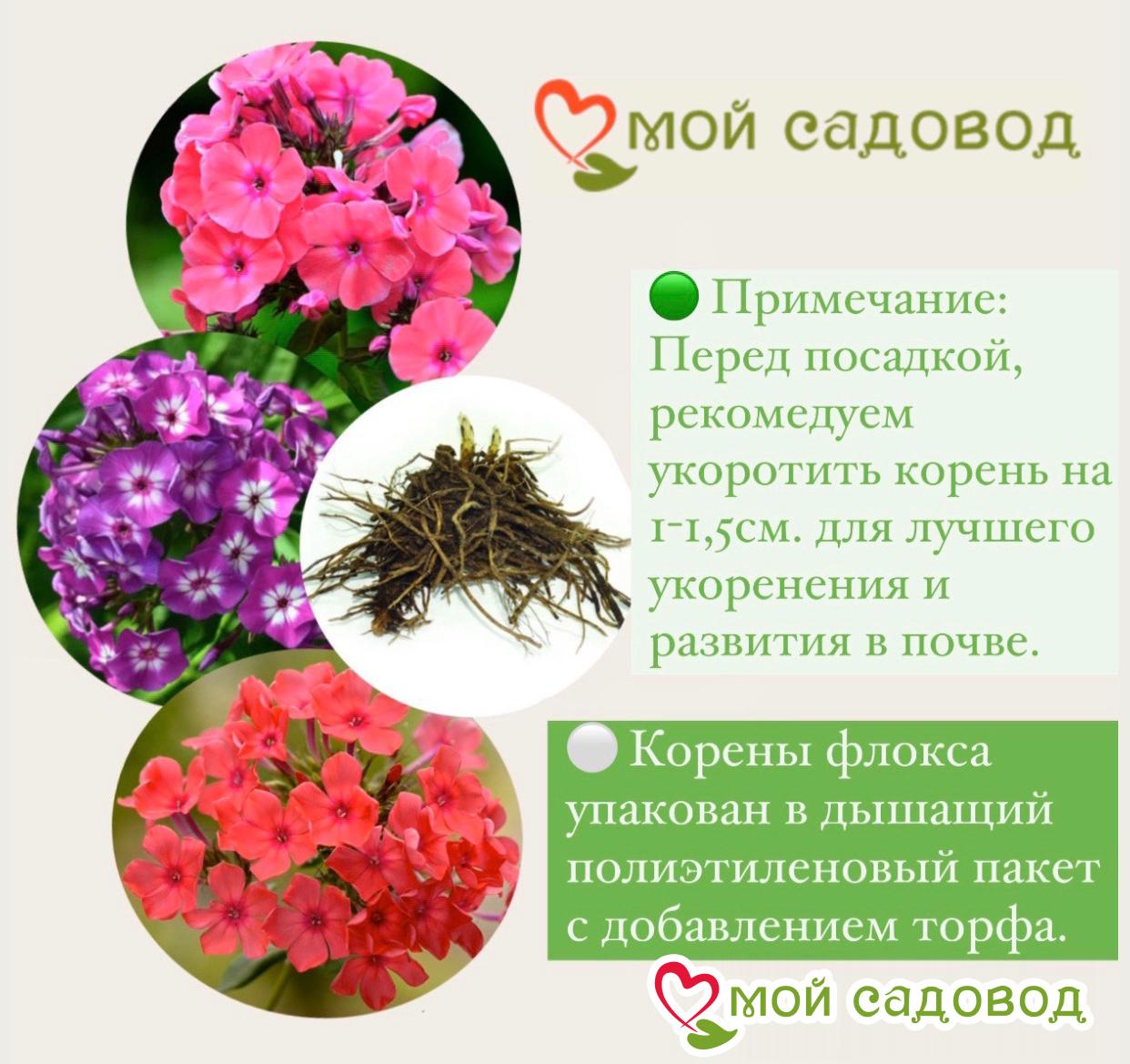 Флокс Метельчатый Путь