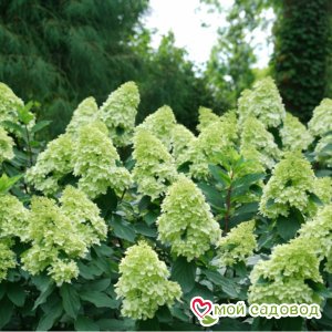 Гортензия Лайт Лайм